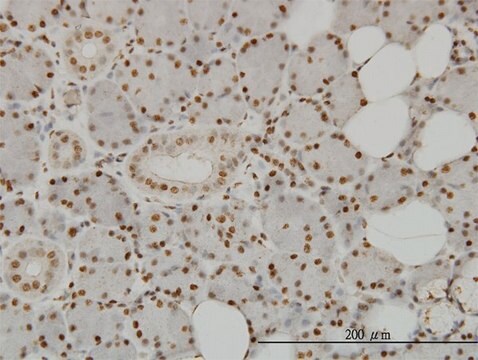 Monoclonal Anti-SPSB2 antibody produced in mouse clone 1E6, purified immunoglobulin, buffered aqueous solution