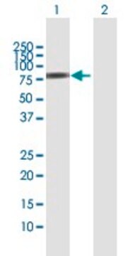 Anti-SNX9 antibody produced in rabbit purified immunoglobulin, buffered aqueous solution