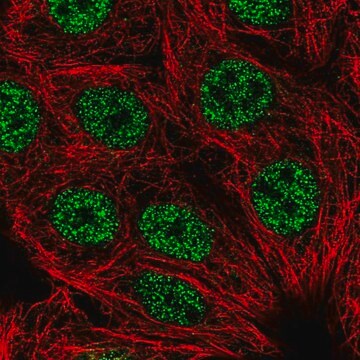 Anti-LHX2 antibody produced in rabbit Prestige Antibodies&#174; Powered by Atlas Antibodies, affinity isolated antibody