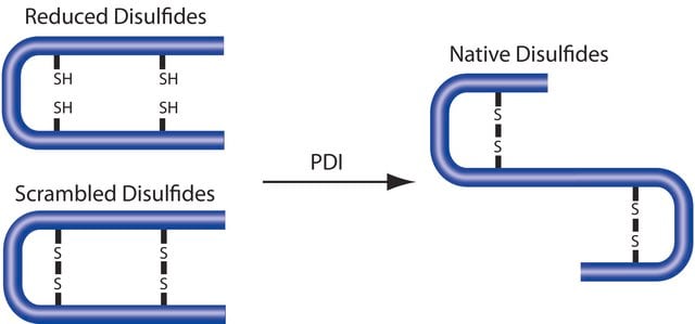 Protein Disulfide Isomerase from bovine liver &#8805;100&#160;units/mg protein, lyophilized powder