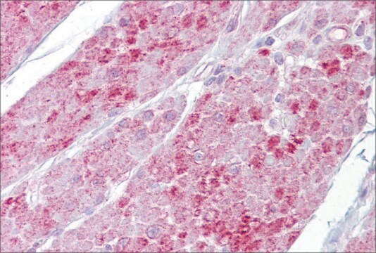 Anti-OAS1, (N-terminal) antibody produced in rabbit affinity isolated antibody