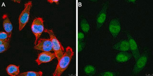 Anti-IL-18 Antibody purified antibody, clone 11–4.1, from mouse