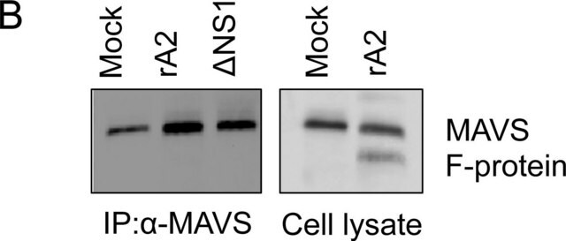 Anti-RSV Antibody, fusion protein, all type A, B strains, clone 133-1H clone 133-1H, Chemicon&#174;, from mouse