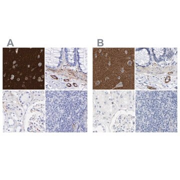 Anti-AMPH antibody produced in rabbit Prestige Antibodies&#174; Powered by Atlas Antibodies, affinity isolated antibody, buffered aqueous glycerol solution, Ab2