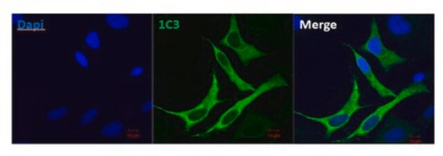 Anti-RIG-I, clone 1C3 Antibody clone 1C3, from mouse