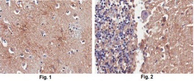 Anti-PSD95 Antibody, clone 1A8.1 clone 1A8.1, from mouse