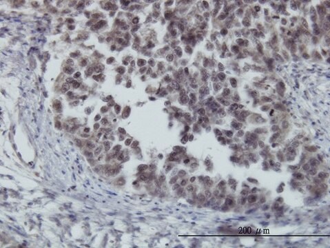 ANTI-FOXO3A antibody produced in mouse clone 2C5, purified immunoglobulin, buffered aqueous solution