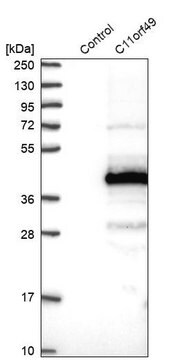 Anti-C11orf49 antibody produced in rabbit Prestige Antibodies&#174; Powered by Atlas Antibodies, affinity isolated antibody, buffered aqueous glycerol solution