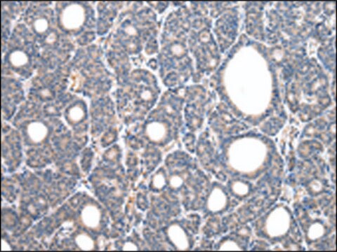 Anti-CD14 affinity isolated antibody