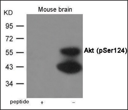 Anti-phospho-Akt (pSer124) antibody produced in rabbit affinity isolated antibody