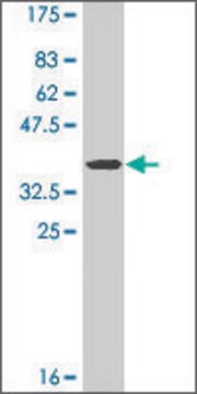 Monoclonal Anti-GPC3 antibody produced in mouse clone 2C12, ascites fluid