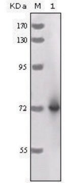 Monoclonal Anti-HRP antibody produced in mouse clone 3A5C6, ascites fluid