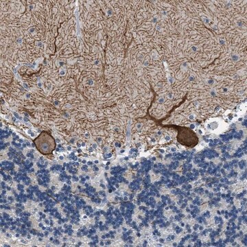 Anti-KCNC3 antibody produced in rabbit Prestige Antibodies&#174; Powered by Atlas Antibodies, affinity isolated antibody, buffered aqueous glycerol solution