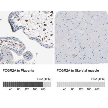 Anti-FCGR2A antibody produced in rabbit Prestige Antibodies&#174; Powered by Atlas Antibodies, affinity isolated antibody, buffered aqueous glycerol solution