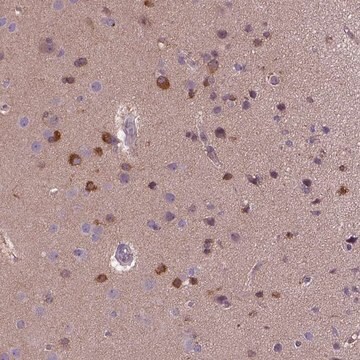 Anti-KAZN antibody produced in rabbit Prestige Antibodies&#174; Powered by Atlas Antibodies, affinity isolated antibody, buffered aqueous glycerol solution