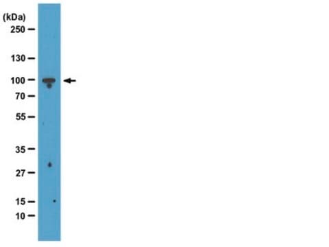 Anti-EZH2 Antibody, clone BD43 clone BD43, from mouse