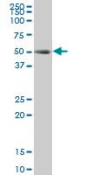 Monoclonal Anti-TCF2 antibody produced in mouse clone 3E11, purified immunoglobulin, buffered aqueous solution