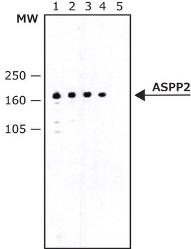 Anti-ASPP2 antibody, Mouse monoclonal ~1.5&#160;mg/mL, clone DX 54.10, purified from hybridoma cell culture