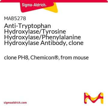 Anti-Tryptophan Hydroxylase/Tyrosine Hydroxylase/Phenylalanine Hydroxylase Antibody, clone PH8 clone PH8, Chemicon&#174;, from mouse