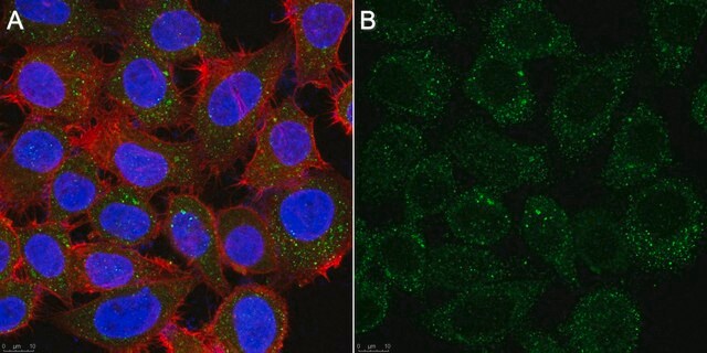 Anti-Flt3L Antibody, clone 11C9.10.1