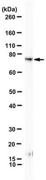 Anti-BMAL1 (ARNTL) Antibody, clone B1BH2 clone B1BH2, from mouse