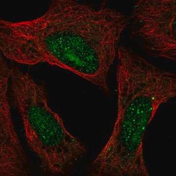 Anti-ATXN3 antibody produced in rabbit Prestige Antibodies&#174; Powered by Atlas Antibodies, affinity isolated antibody