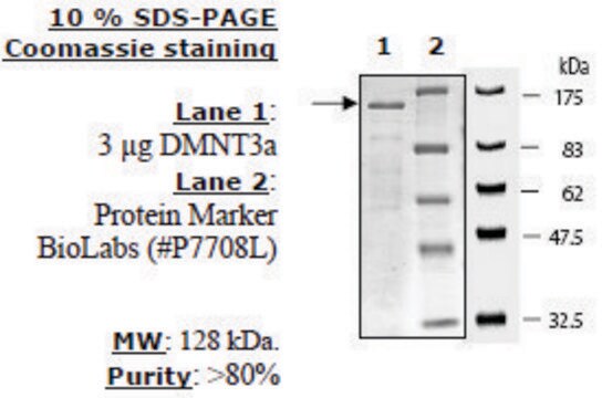 DNMT3a Active human recombinant, expressed in baculovirus infected insect cells