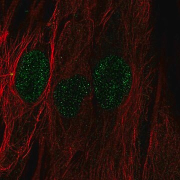 Anti-C22orf23 antibody produced in rabbit Prestige Antibodies&#174; Powered by Atlas Antibodies, affinity isolated antibody