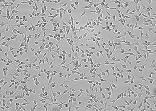 OSUMMER.6 Mouse NRAS-Mutant Melanoma Cell Line