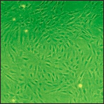 Rat Lung Fibroblasts: RLF, neonatal