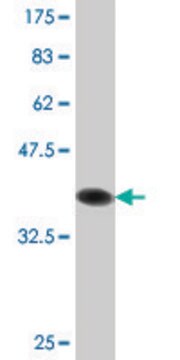 Monoclonal Anti-NLGN4Y antibody produced in mouse clone 2F7, purified immunoglobulin, buffered aqueous solution