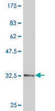 Monoclonal Anti-TWIST1 antibody produced in mouse clone 3H5, purified immunoglobulin, buffered aqueous solution