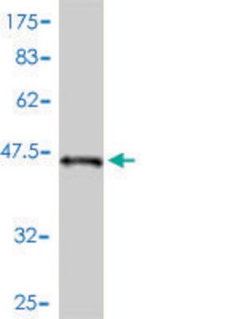 Monoclonal Anti-STK32A antibody produced in mouse clone 3E8-1D3, purified immunoglobulin, buffered aqueous solution