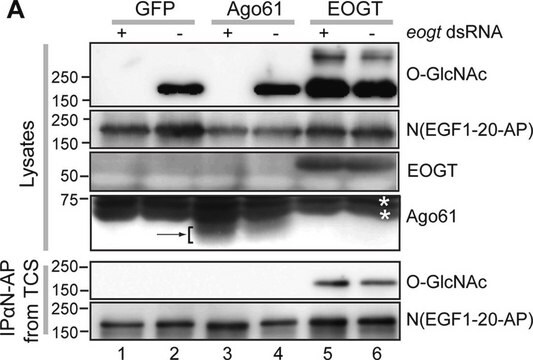 Anti-C3ORF39 antibody produced in rabbit IgG fraction of antiserum