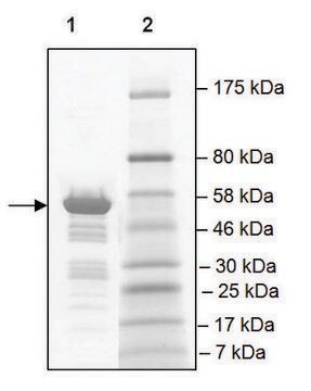 TAF1L (1398-1649) GST tag human recombinant, expressed in E. coli, &#8805;80% (SDS-PAGE)