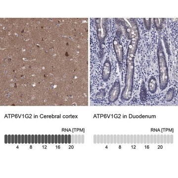 Anti-ATP6V1G2 antibody produced in rabbit Prestige Antibodies&#174; Powered by Atlas Antibodies, affinity isolated antibody, buffered aqueous glycerol solution