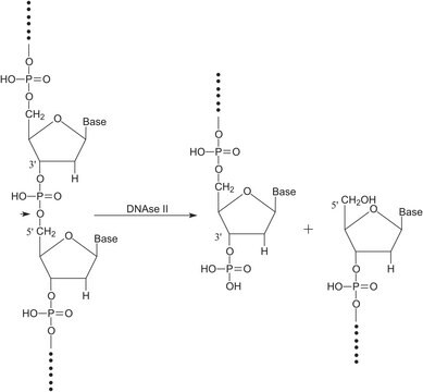 Deoxyribonuclease II from bovine spleen Type V, essentially salt-free, lyophilized powder, &#8805;1,000&#160;units/mg protein