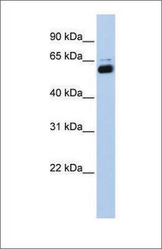 Anti-RXRA (ab1) antibody produced in rabbit affinity isolated antibody