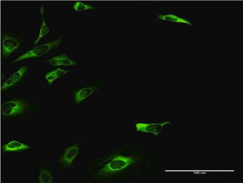 Monoclonal Anti-KHK antibody produced in mouse clone S1, purified immunoglobulin, buffered aqueous solution