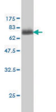 ANTI-MAGEA9 antibody produced in mouse clone 2C2, purified immunoglobulin, buffered aqueous solution