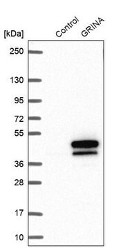 Anti-GRINA antibody produced in rabbit Prestige Antibodies&#174; Powered by Atlas Antibodies, affinity isolated antibody, buffered aqueous glycerol solution