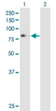 Anti-MPL antibody produced in mouse purified immunoglobulin, buffered aqueous solution