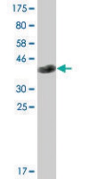 Monoclonal Anti-EML1 antibody produced in mouse clone 5G3, ascites fluid