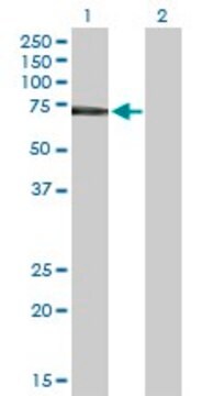 Anti-IL2RB antibody produced in rabbit purified immunoglobulin, buffered aqueous solution