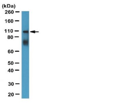 Anti-Myosin X Antibody serum, from rabbit