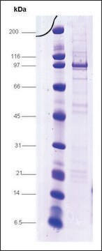 Sp1 GC-box binding protein human recombinant, expressed in insect cells, &#8805;75% (SDS-PAGE)