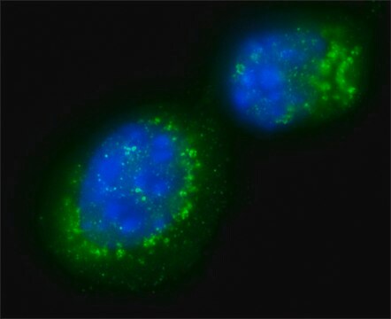 Anti-Sir2 (AS-16) antibody produced in rabbit affinity isolated antibody, buffered aqueous solution