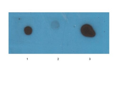 Anti-Amyloid Fibrils LOC Antibody serum, Chemicon&#174;