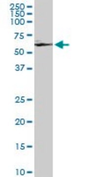 ANTI-GRK6 antibody produced in mouse clone 8D9, purified immunoglobulin, buffered aqueous solution