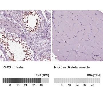 抗RFX3抗体 ウサギ宿主抗体 Prestige Antibodies&#174; Powered by Atlas Antibodies, affinity isolated antibody, buffered aqueous glycerol solution